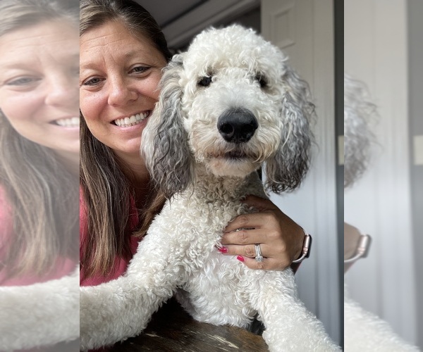 Medium Photo #1  Breeder Profile in LEWISBURG, OH, USA
