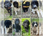 Small breeder photo