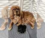 Small breeder photo