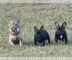 Small #22 Breeder Profile image