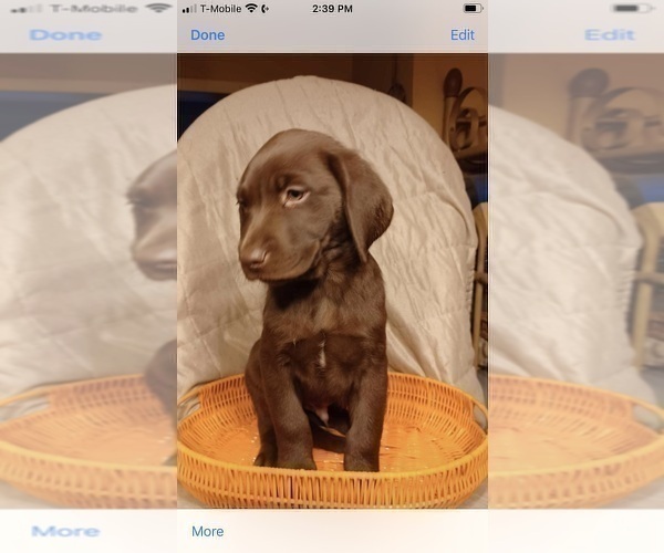 Medium Photo #1  Breeder Profile in BOLINGBROOK, IL, USA