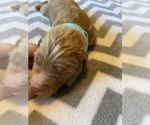 Small Photo #9  Breeder Profile in FRIENDSWOOD, TX, USA