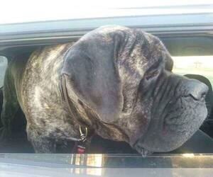 Mastiff Dog Breeder near LINCOLN, NE, USA