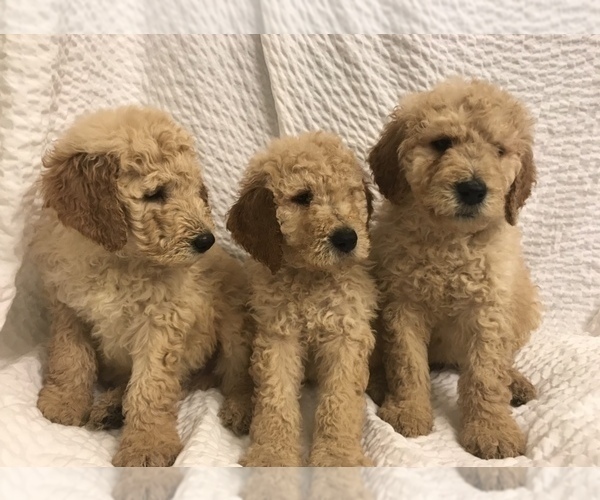 Medium Photo #1  Breeder Profile in TACOMA, WA, USA