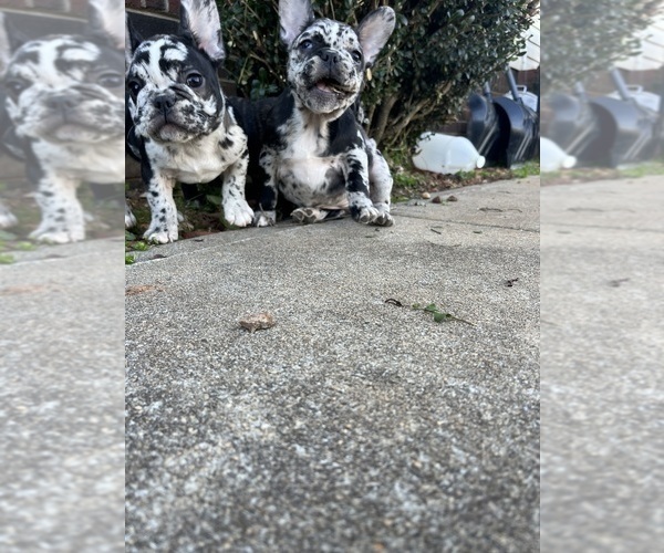 Medium Photo #3  Breeder Profile in CLEVELAND, NC, USA