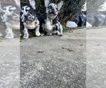 Small #2 Breeder Profile image