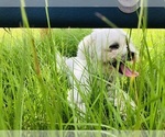 Small breeder photo