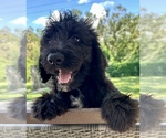Small #2 Breeder Profile image