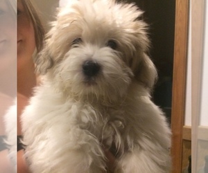 Coton de Tulear Dog Breeder near BIG RAPIDS, MI, USA