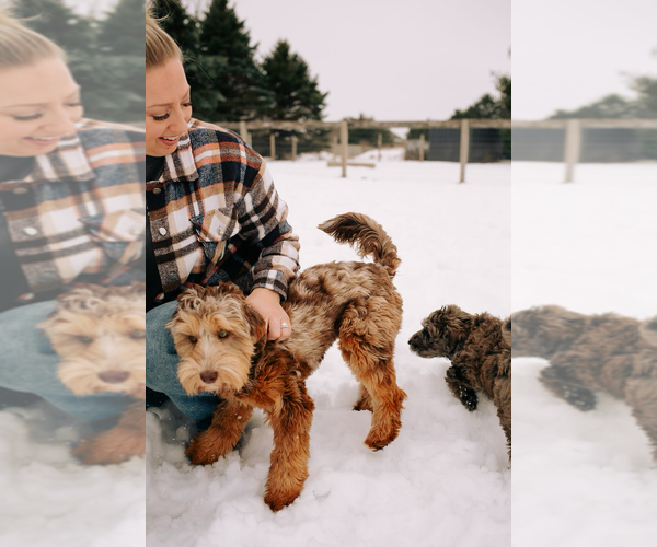 Medium Photo #4  Breeder Profile in SHIOCTON, WI, USA