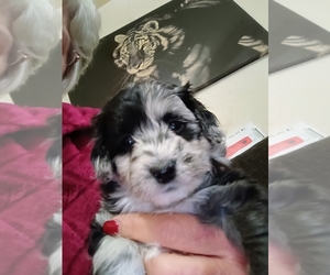 Aussiedoodle-Poodle (Toy) Mix Dog Breeder near PAULDEN, AZ, USA