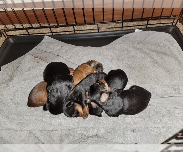 Medium Photo #1  Breeder Profile in WOODSTOCK, GA, USA
