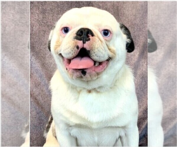 Medium Photo #15  Breeder Profile in SALINA, KS, USA