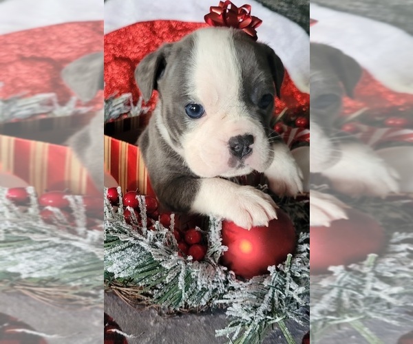 Medium Photo #1  Breeder Profile in ATHENS, AL, USA
