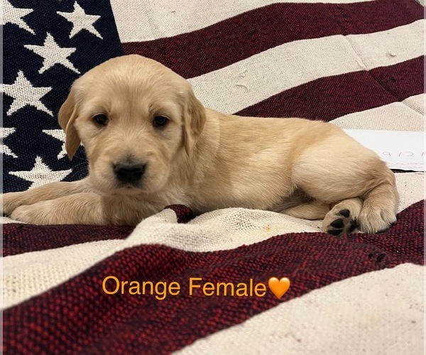 Medium Photo #35  Breeder Profile in SWEETWATER, TN, USA
