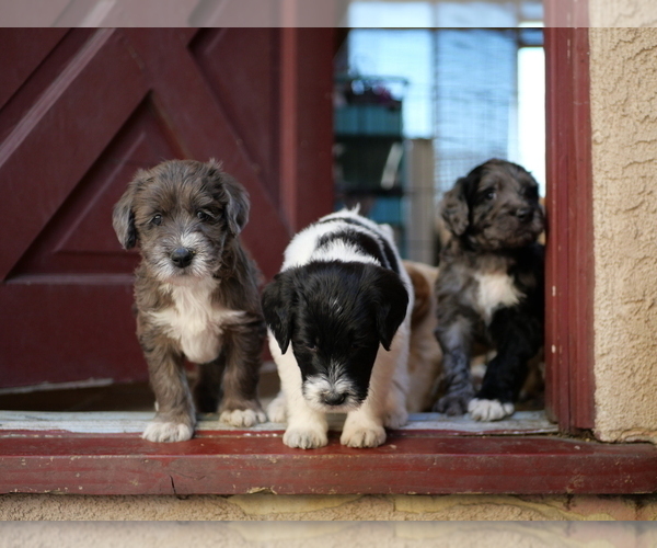 Medium Photo #1  Breeder Profile in CHULA VISTA, CA, USA