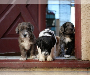 Double Doodle Dog Breeder near CHULA VISTA, CA, USA