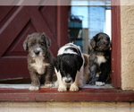 Small breeder photo