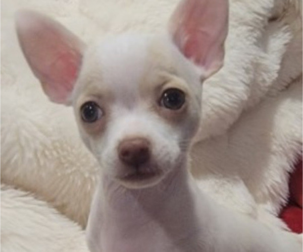 Medium Photo #6  Breeder Profile in ISLETON, CA, USA