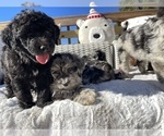 Small #6 Breeder Profile image