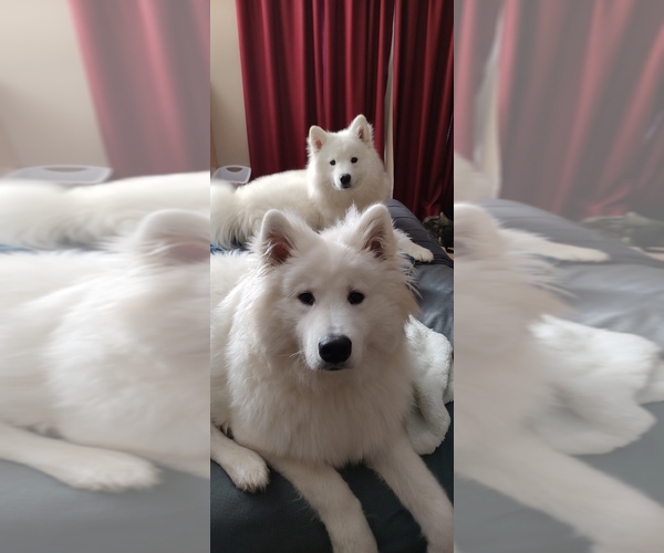 Medium Photo #1  Breeder Profile in CANAL WINCHESTER, OH, USA