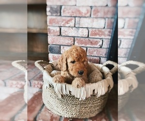 Main photo of Goldendoodle Dog Breeder near CAMINO, CA, USA