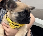Small #5 Breeder Profile image
