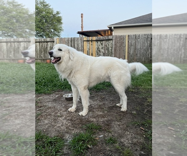Medium Photo #1  Breeder Profile in ROSENBERG, TX, USA