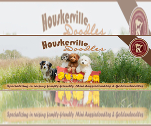 Goldendoodle Dog Breeder near LANCASTER, MN, USA