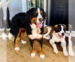 Small breeder photo