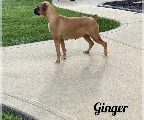 Medium Photo #3  Breeder Profile in APPLE CREEK, OH, USA