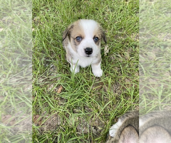 Medium Photo #8  Breeder Profile in BRANDON, FL, USA