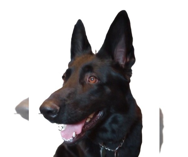 Medium Photo #1  Breeder Profile in WARRENTON, NC, USA