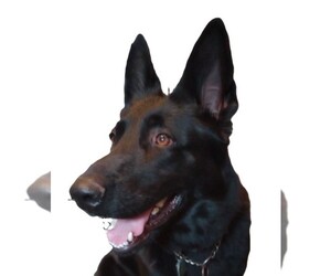 German Shepherd Dog Dog Breeder near WARRENTON, NC, USA