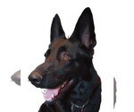 Small breeder photo