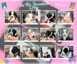 Small #30 Breeder Profile image