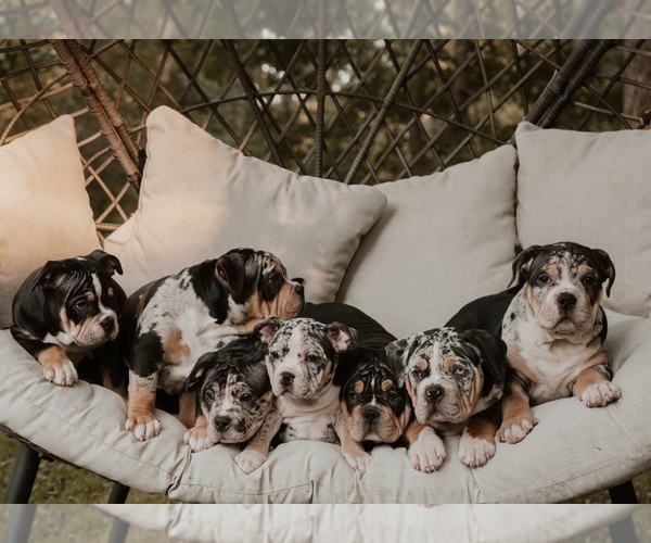 Medium Photo #17  Breeder Profile in BATTLE CREEK, MI, USA