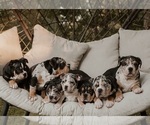 Small #16 Breeder Profile image