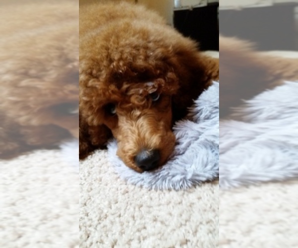 Medium Photo #1  Breeder Profile in SILVERDALE, WA, USA