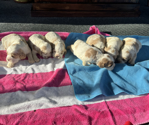 Medium Photo #2  Breeder Profile in TRINITY, NC, USA