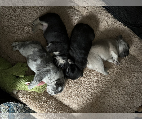 Medium Photo #1  Breeder Profile in OPP, AL, USA