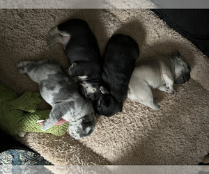 French Bulldog Dog Breeder in OPP,  USA