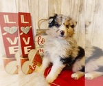Small breeder photo