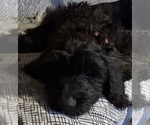 Small #4 Breeder Profile image
