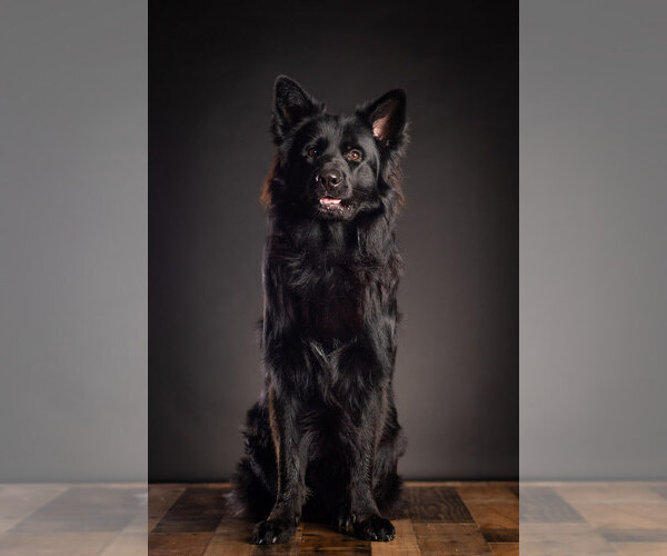 Medium Photo #2  Breeder Profile in CENTERBURG, OH, USA