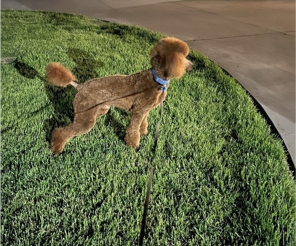 Medium Photo #2  Breeder Profile in RIVERSIDE, CA, USA