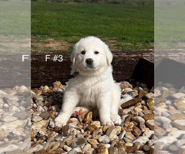 Medium Photo #8  Breeder Profile in LOCKHART, TX, USA