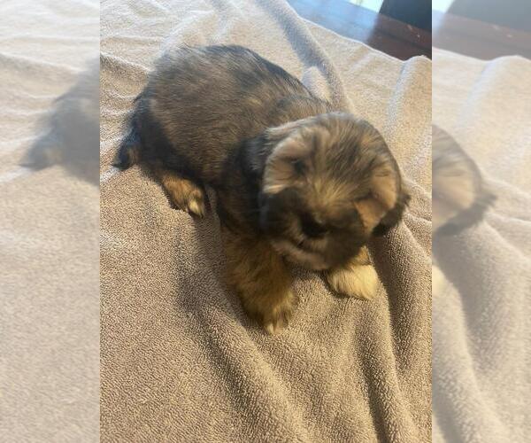 Medium Photo #1  Breeder Profile in JACKSONVILLE, AR, USA