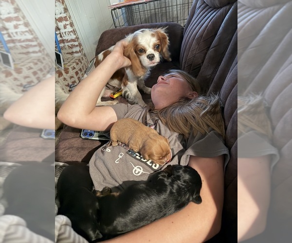 Medium Photo #14  Breeder Profile in WAXAHACHIE, TX, USA