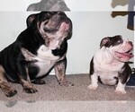 Small #1 Breeder Profile image